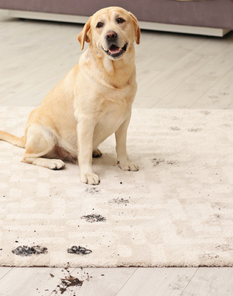 Rug care | Gilman Floors